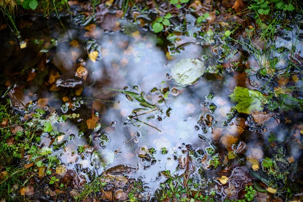 Listy podzim barevný strom v parku — Stock fotografie