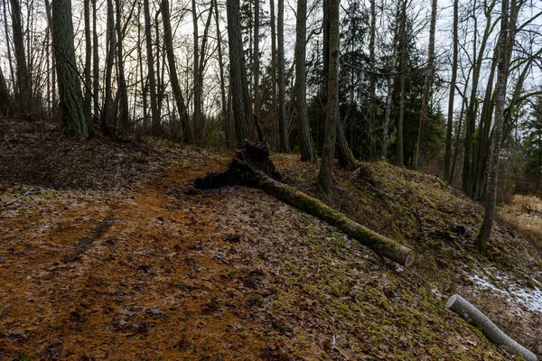 Texturas de tronco de árvore em ambiente natural — Fotografia de Stock