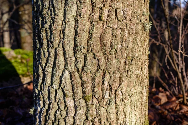 Baumstammtexturen in natürlicher Umgebung — Stockfoto