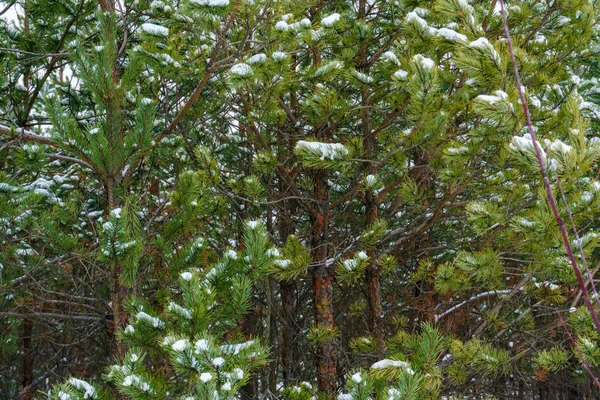 Árvores florestais nuas congeladas na paisagem nevada — Fotografia de Stock