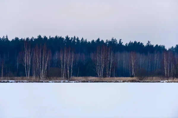 Alberi della foresta nudi congelati nel paesaggio innevato — Foto Stock