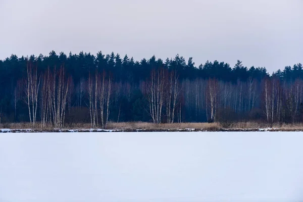 Árvores florestais nuas congeladas na paisagem nevada — Fotografia de Stock