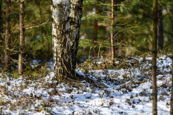 Árvores florestais nuas congeladas na paisagem nevada — Fotografia de Stock