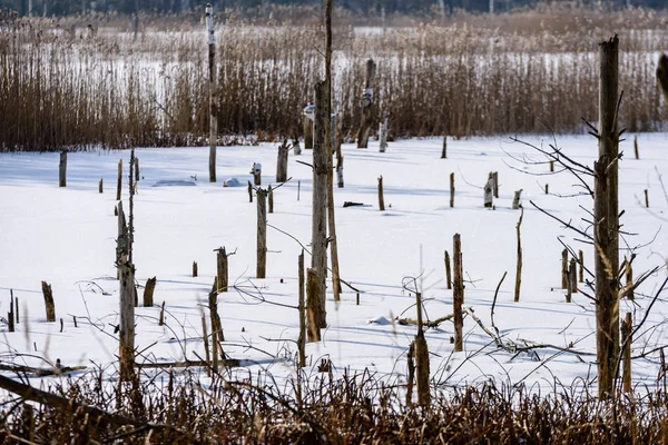 Árvores secas e mortas congeladas nuas da floresta na paisagem nevada — Fotografia de Stock