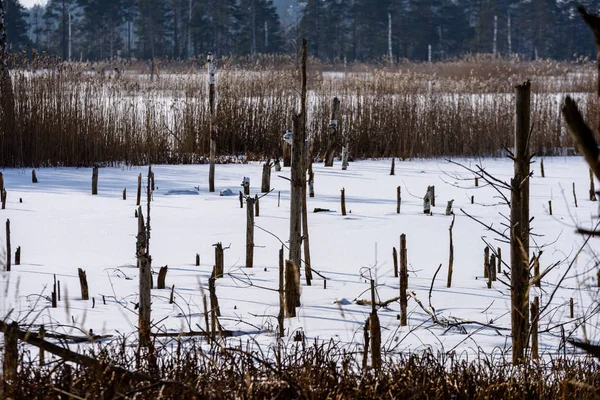Árvores secas e mortas congeladas nuas da floresta na paisagem nevada — Fotografia de Stock