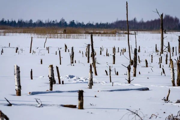 冰雪景观中的冰冻裸干和枯死林木 — 图库照片