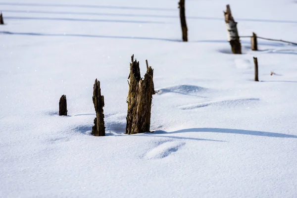 Árboles forestales secos y muertos congelados desnudos en un paisaje nevado —  Fotos de Stock