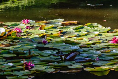 water lillies in the pond clipart
