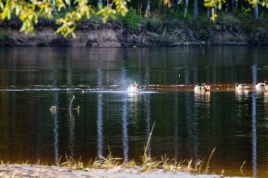 kuşlar gölde gündoğumu içinde iç içe geçirme