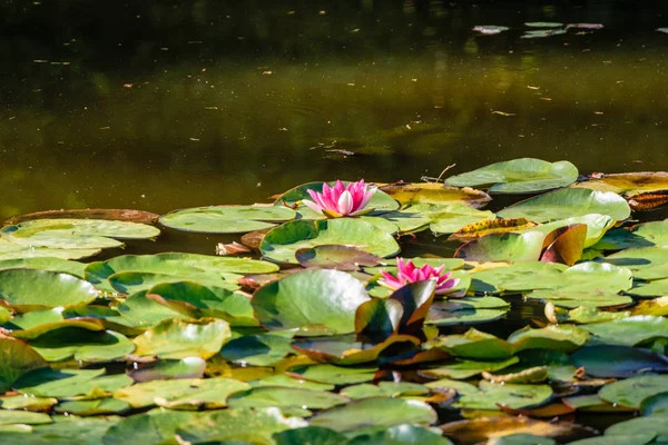 Водные лилии в пруду — стоковое фото