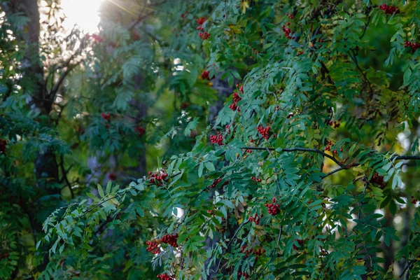 Árboles de colores otoñales en el parque — Foto de Stock