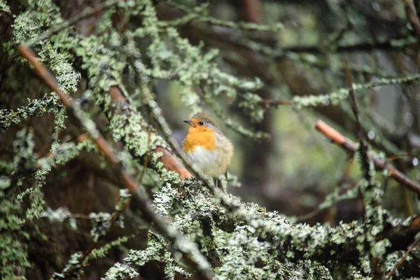 kuşlar çalılıkların içinde iç içe geçirme