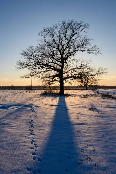 Πολύχρωμο Χειμώνας Ηλιοβασίλεμα με ακτίνες φωτός που έρχονται μέσα από τα μεγάλα — Φωτογραφία Αρχείου