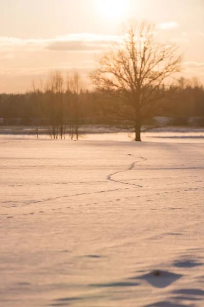Színes téli naplemente jön át a nagy fénysugarak — Stock Fotó