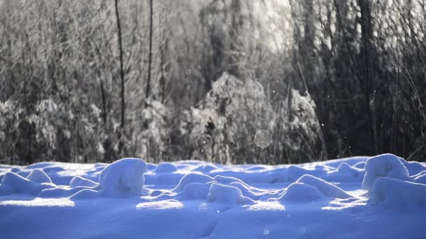 Sneeuw Vlokken Vallen Fel Zonlicht Winter Sneeuw Bedekte Hek Platteland — Stockvideo