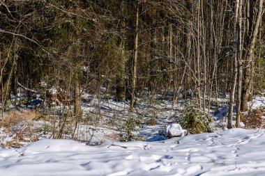 kış soğuk kar ve ağaç gövdeleri ile kırsal manzara