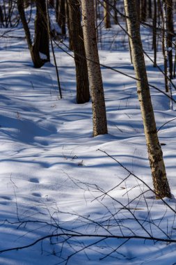 kış soğuk kar ve ağaç gövdeleri ile kırsal manzara