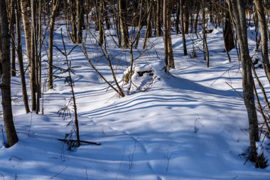 kış soğuk kar ve ağaç gövdeleri ile kırsal manzara