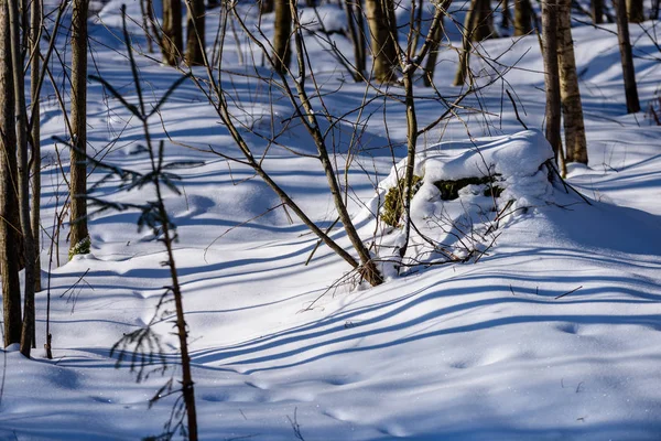 Invierno escena rural con nieve y troncos de árboles en frío —  Fotos de Stock