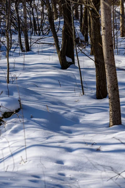 Invierno escena rural con nieve y troncos de árboles en frío —  Fotos de Stock