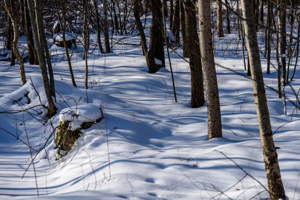 Scenario rurale invernale con neve e tronchi d'albero nel freddo — Foto Stock