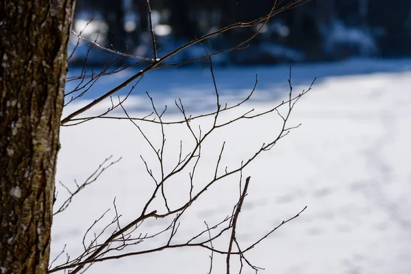 Scenario rurale invernale con neve e tronchi d'albero nel freddo — Foto Stock