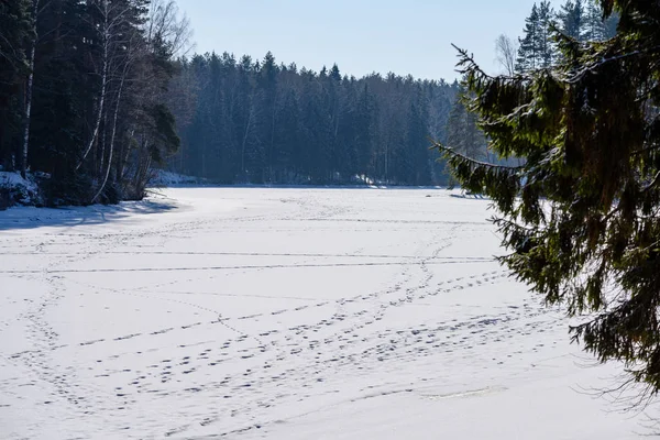 Scenario rurale invernale con neve e tronchi d'albero nel freddo — Foto Stock