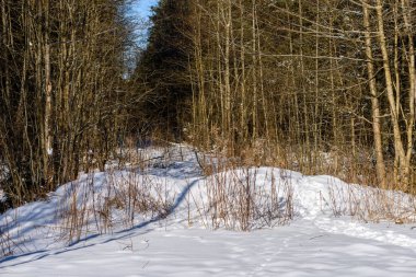 kış soğuk kar ve ağaç gövdeleri ile kırsal manzara
