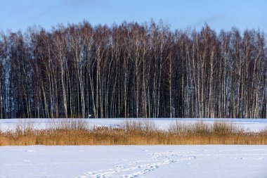 kış soğuk kar ve ağaç gövdeleri ile kırsal manzara