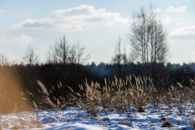kış soğuk kar ve ağaç gövdeleri ile kırsal manzara