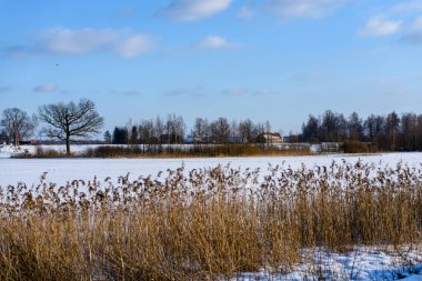 kış soğuk kar ve ağaç gövdeleri ile kırsal manzara