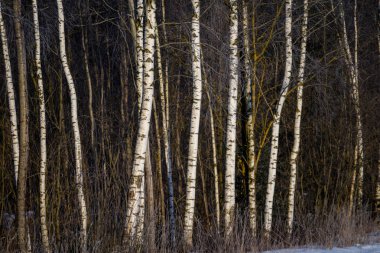 kış soğuk kar ve ağaç gövdeleri ile kırsal manzara