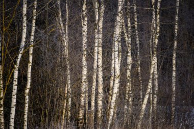 kış soğuk kar ve ağaç gövdeleri ile kırsal manzara