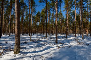 kış soğuk kar ve ağaç gövdeleri ile kırsal manzara