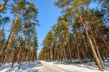 Kış için ulaşan kar ve ağaç dalları ile kırsal manzara 