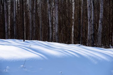 kış soğuk ve gölgeler kar ve ağaç gövdeleri ile kırsal manzara