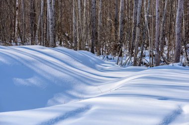 kış soğuk ve gölgeler kar ve ağaç gövdeleri ile kırsal manzara