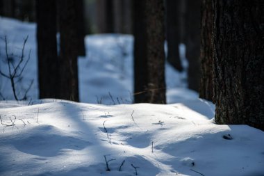 kış soğuk kar ve ağaç gövdeleri ile kırsal manzara