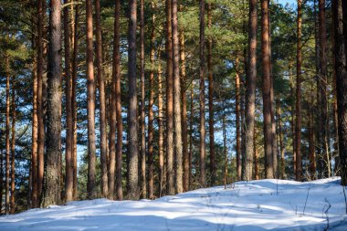 kış soğuk kar ve ağaç gövdeleri ile kırsal manzara