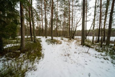 kış soğuk kar ve ağaç gövdeleri ile kırsal manzara