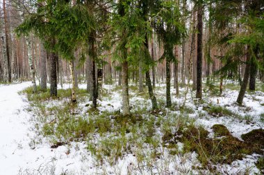 kış soğuk kar ve ağaç gövdeleri ile kırsal manzara