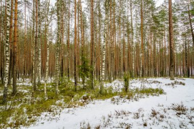 kış soğuk kar ve ağaç gövdeleri ile kırsal manzara