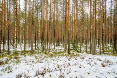kış soğuk kar ve ağaç gövdeleri ile kırsal manzara