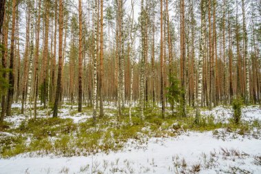 kış soğuk kar ve ağaç gövdeleri ile kırsal manzara