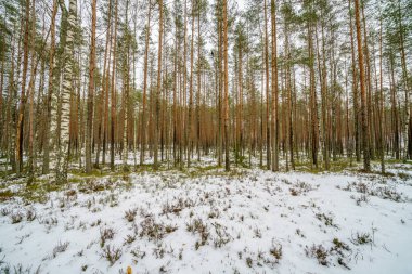 kış soğuk kar ve ağaç gövdeleri ile kırsal manzara