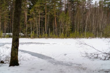 kış soğuk kar ve ağaç gövdeleri ile kırsal manzara
