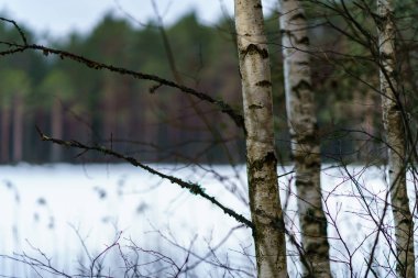 kış soğuk kar ve ağaç gövdeleri ile kırsal manzara