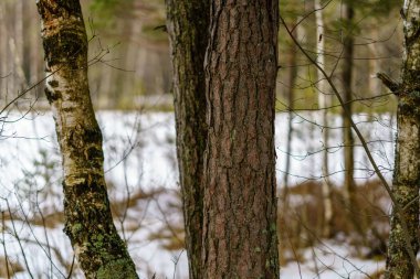 kış soğuk kar ve ağaç gövdeleri ile kırsal manzara