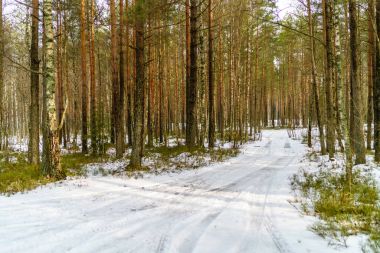 kış soğuk kar ve ağaç gövdeleri ile kırsal manzara