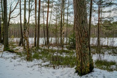 kış soğuk kar ve ağaç gövdeleri ile kırsal manzara